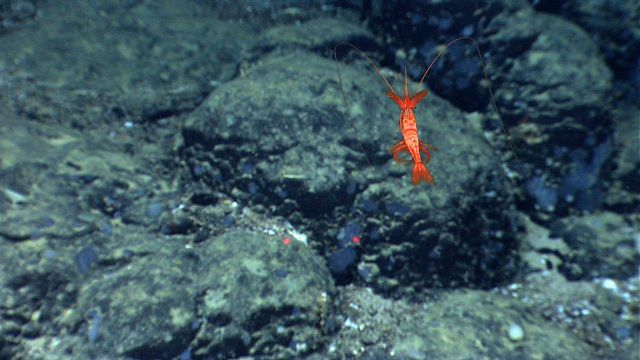 A red swimming shrimp over a boulder field. Picture