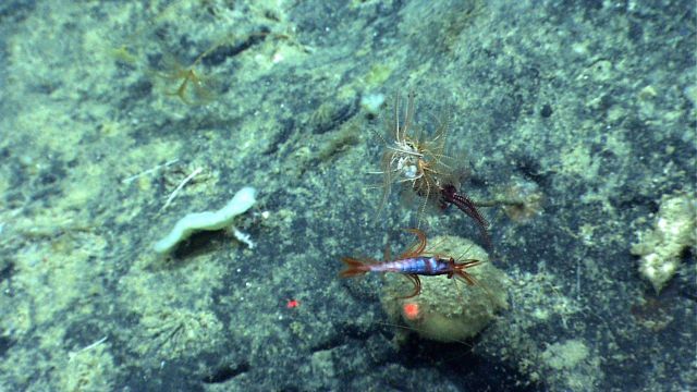 A shrimp swimming over a melon sponge and a number of feather star crinoids Picture
