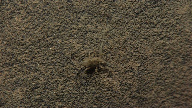 Bizarre appearing crustacean almost perfectly camouflaged. Picture