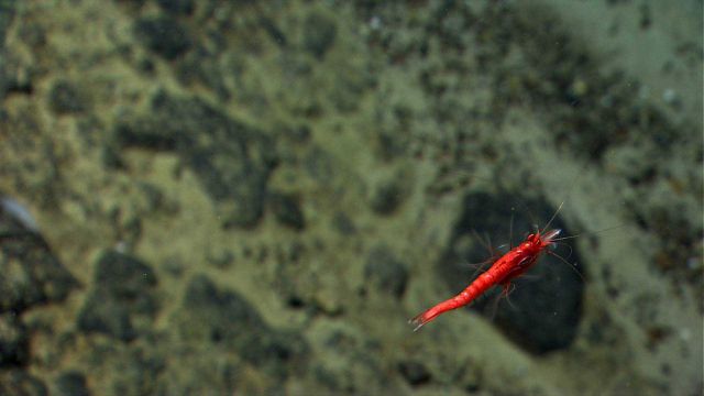 A red swimming shrimp. Picture