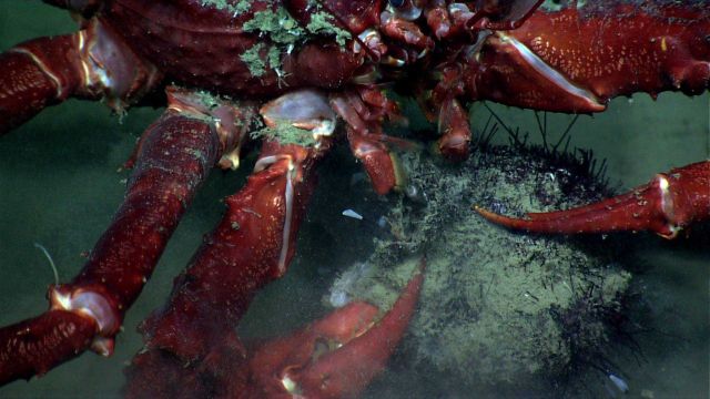 A large red lithodid crab feeding on a pancake urchin Picture