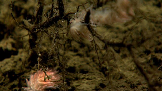 Nudibranchs? on a dead coral bush. Picture