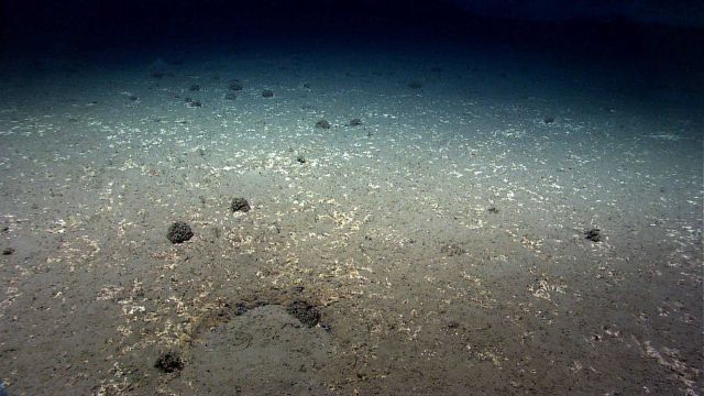 Numerous xenophyophores seen on the flat Picture