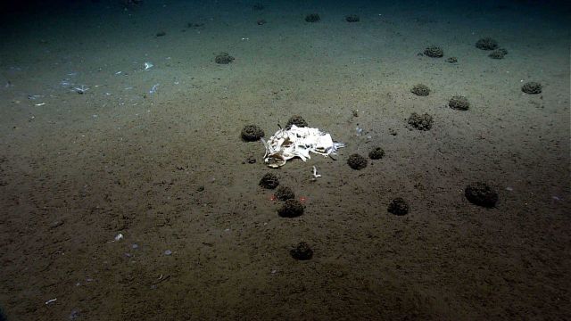A field of xenophyophores near a large fish skeleton. Picture
