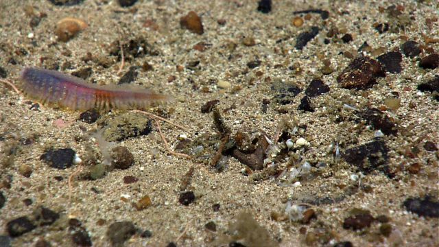 A bristle worm on a pebble and sand bottom. Picture