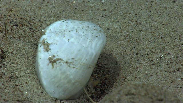 Closeup of the shell in image expn3085 Picture