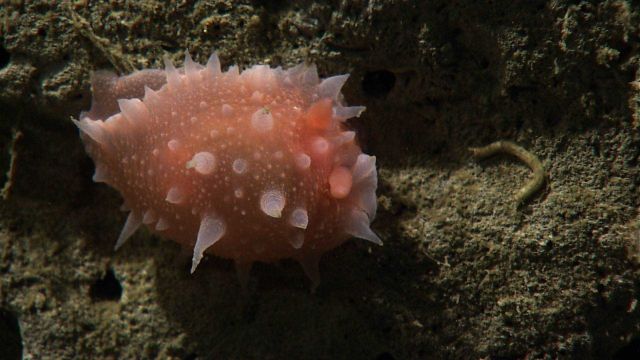 A fat pink knobby nudibranch? Picture