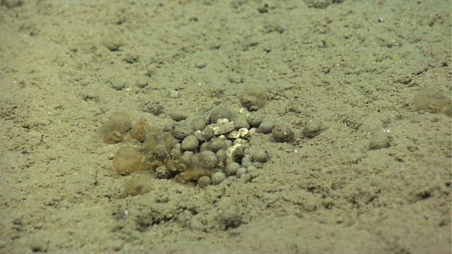 Pellets - probably some form of excrement Picture