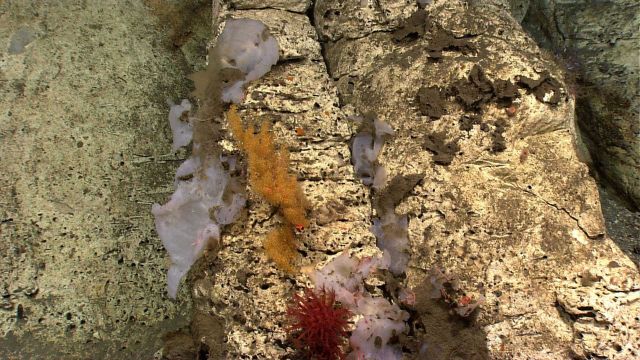 A colorful oasis on the canyon wall with white sponges, gold-colored coral, a red anthomastus coral, and pink brittle stars on the sponge in the right Picture