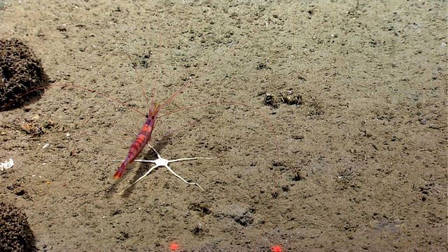 A large shrimp over a white brittle star on a sediment bottom. Picture