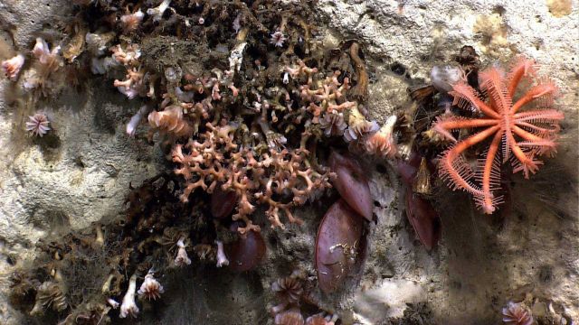 A canyon wall with Lophelia pertusa coral, acesta clams, cup corals, a brisingid starfish, and a few small corals Picture