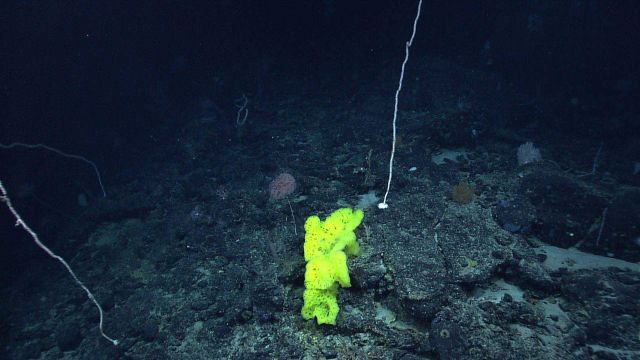 A large yellow sponge, a parasol coral, and a large dead bamboo whip coral skeleton. Picture