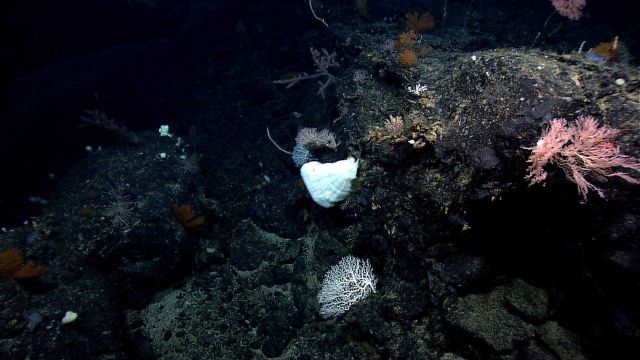 Although note dense, there is high diversity with numerous coral species including a beautiful white stylaster coral in the foreground Picture