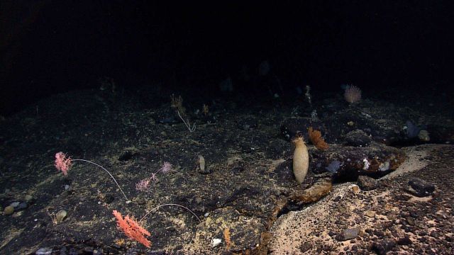 Vase sponges, parasol coral bushes, and a variety of other corals seen extending to the edge of darkness. Picture