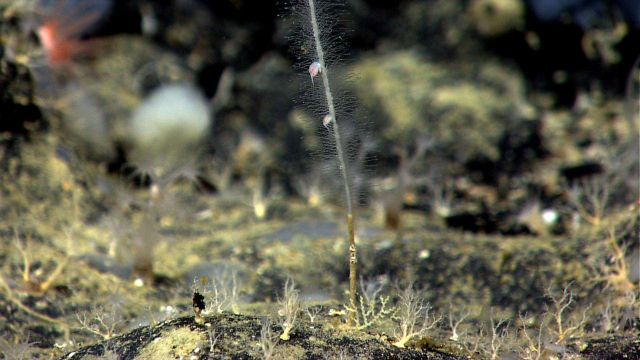 A carnivorous sponge? with amphipods. Picture