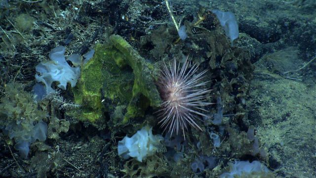 A large urchin amidst a yellow and white sponges. Picture