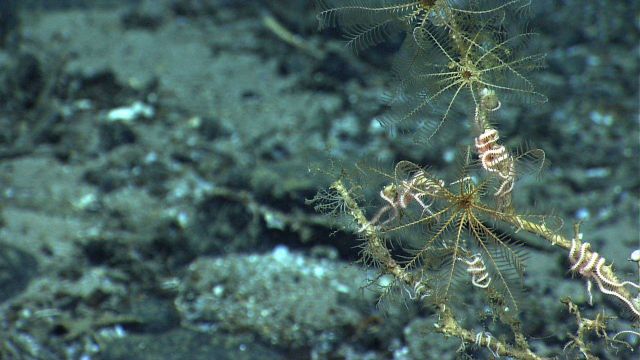Life in the Sea. Picture
