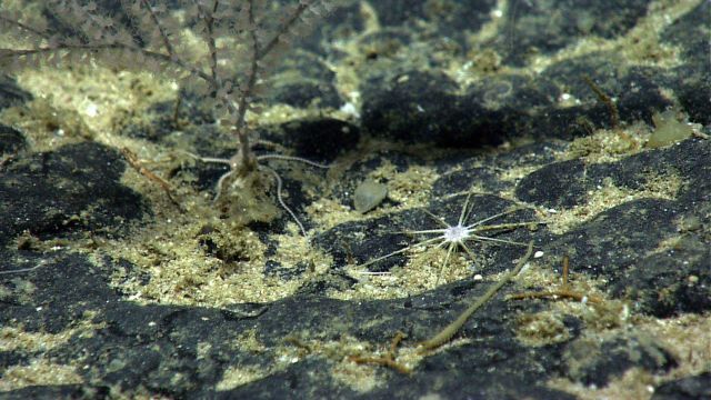 Amazing sealife at the bottom of the Ocean. Picture