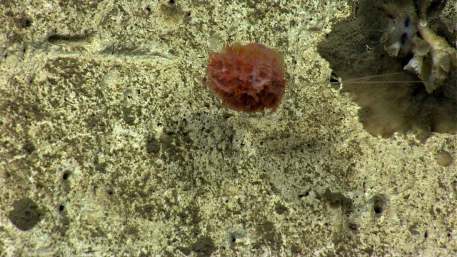 A benthic siphonophore. Picture