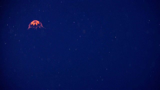 A beautiful jelly fish seen in the water column. Picture