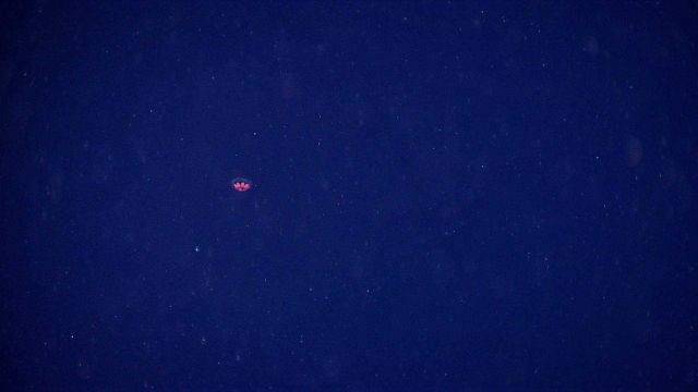 A beautiful jelly fish seen in the water column. Picture