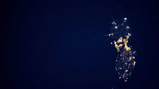 An ocean spectacle Picture