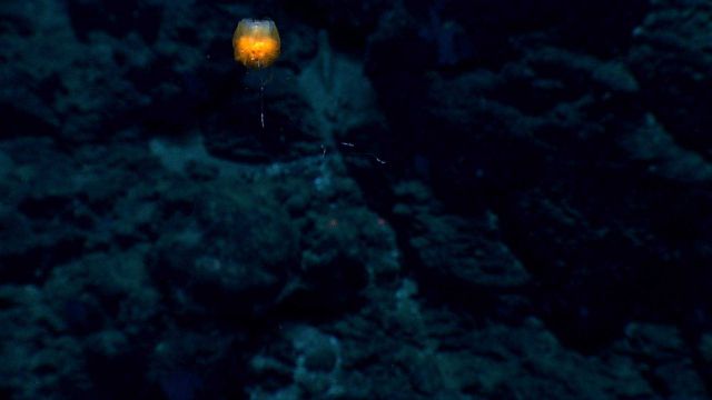 A benthic siphonophore looking somewhat like a goblet. Picture