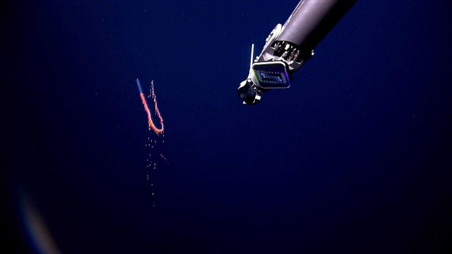 Deep Discoverer sampling arm approaching a siphonophore in the water column. Picture