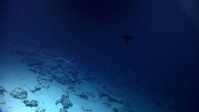 Awesome Marine life Picture