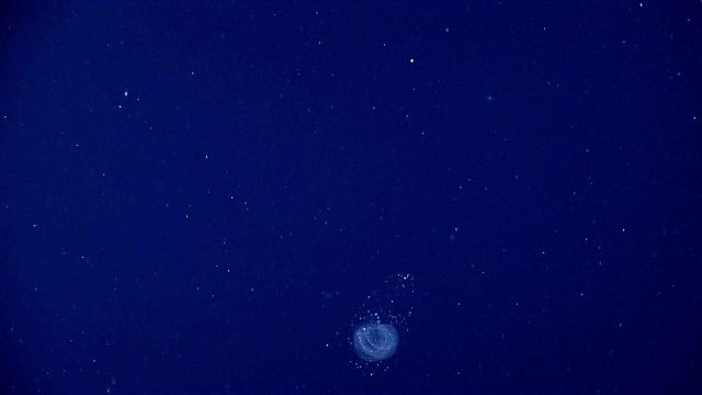 A marine wonder - Life in the Ocean Picture