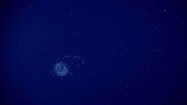 An amazing marine life in the Ocean Picture
