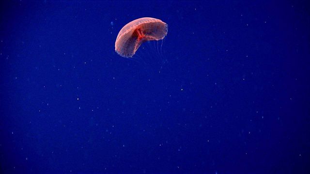 A large red jelly with a grid-like canopy. Picture