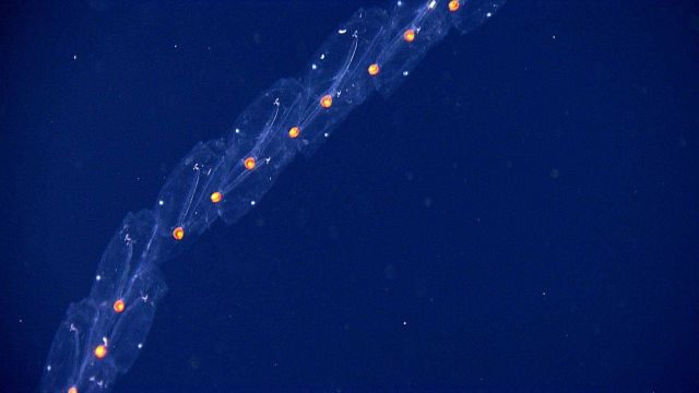 A salp chain. Picture