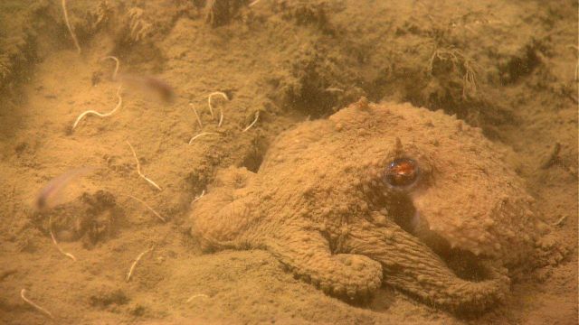 A well camouflaged octopus blending into his surroundings Picture