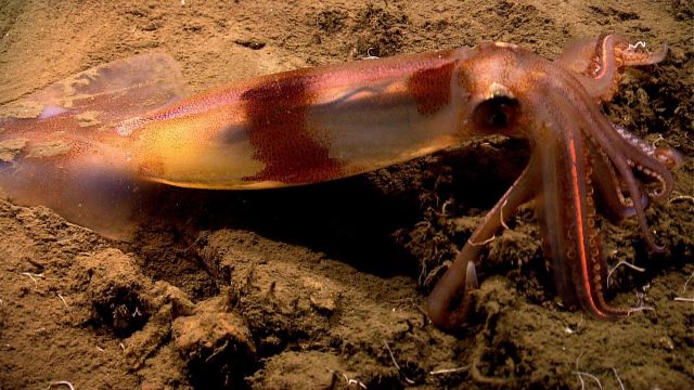 A squid flashing its colors resting on the seafloor. Picture