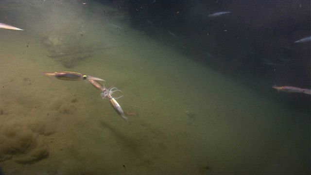 Intense squid interaction Picture