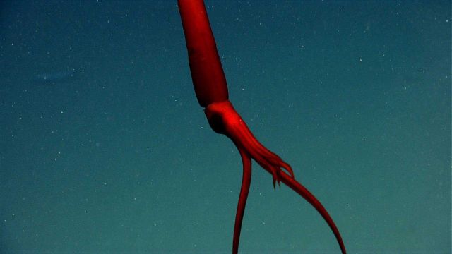 A whiplash squid (Mastigoteuthis sp.) Picture