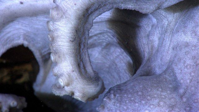 Closeup of an octopus arm and suckers. Picture