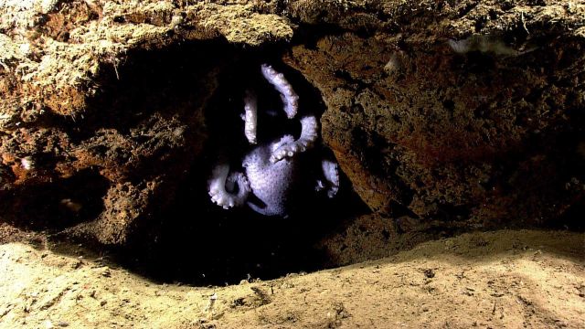 An octopus in a depression in a canyon wall. Picture