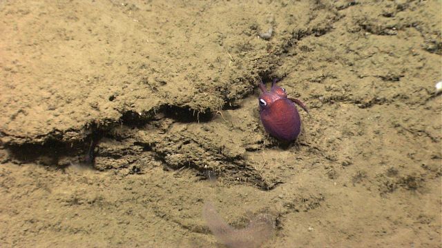 A bobtail squid Picture