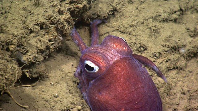 A bobtail squid. Picture
