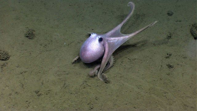 An octopus. Picture