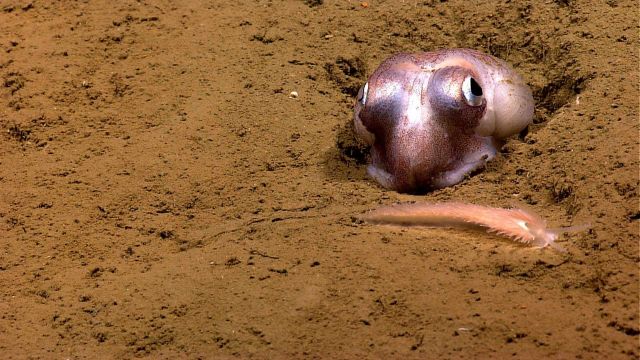 A bobtail squid with a large nudibranch crawling past it. Picture