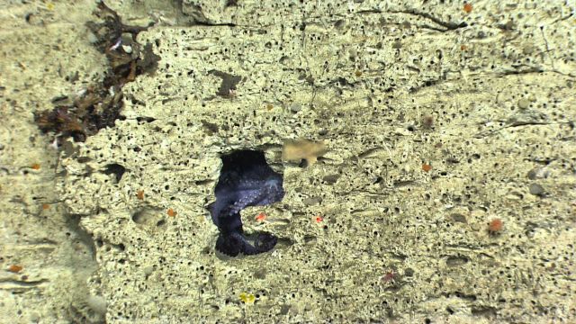 A hole in a canyon wall houses an octopus. Picture