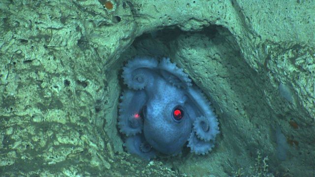 An octopus molding itself into a depression on a canyon wall. Picture