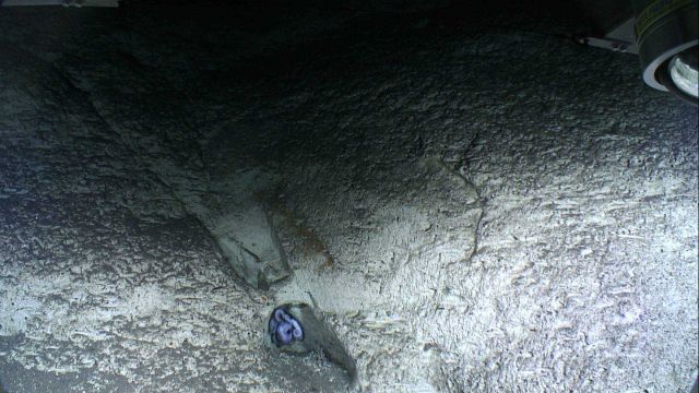 An octopus molding itself into a depression on a canyon wall. Picture