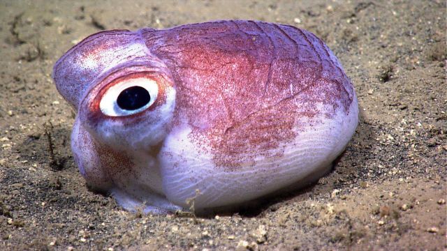 A bobtail squid on a sandy bottom. Picture