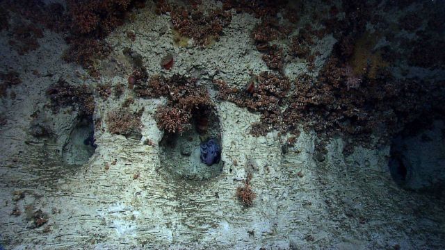 An octopus in a recess in a canyon wall. Picture