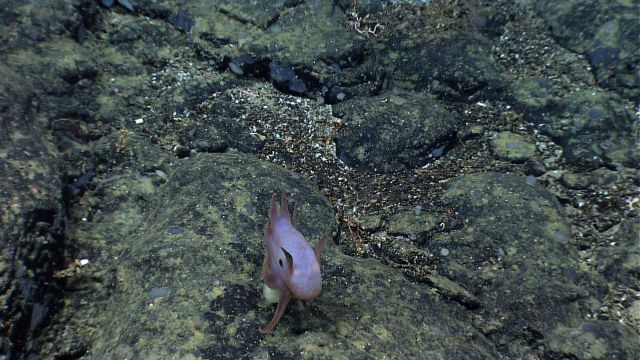 A dumbo octopus (Grimpoteuthis sp.). Picture