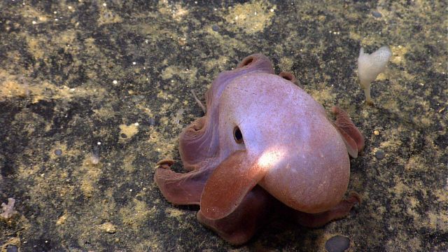 A dumbo octopus (Grimpoteuthis sp.). Picture